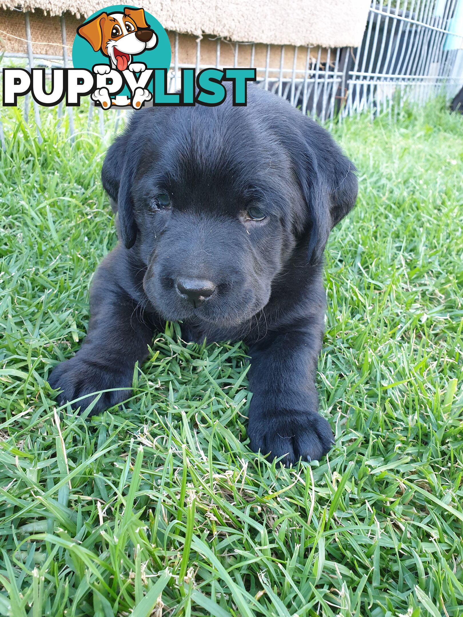 Labrador Pups