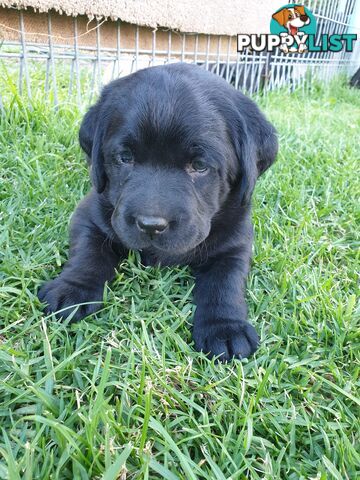 Labrador Pups