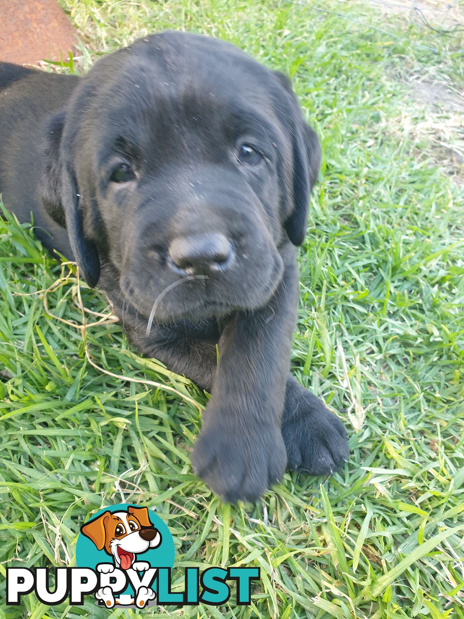 Labrador Pups