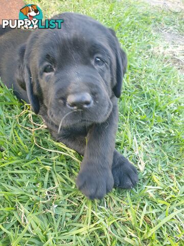 Labrador Pups