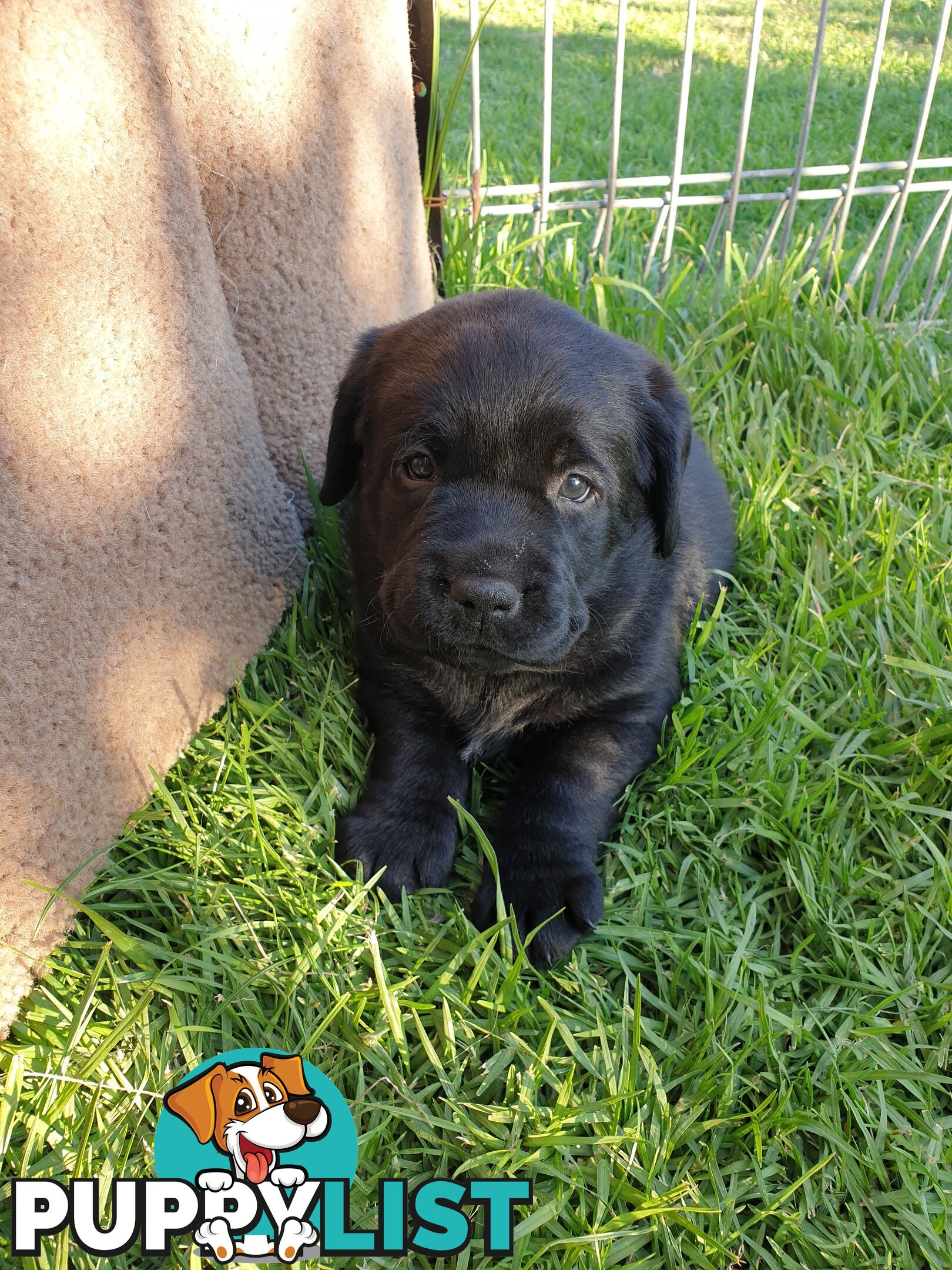 Labrador Pups