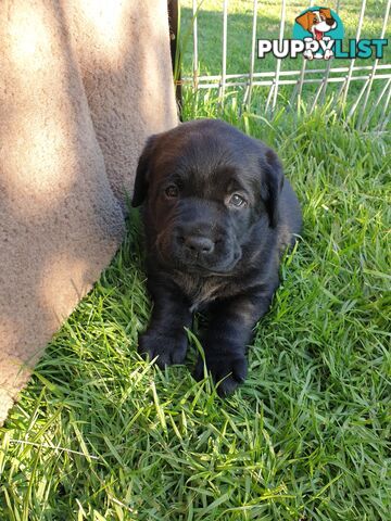 Labrador Pups