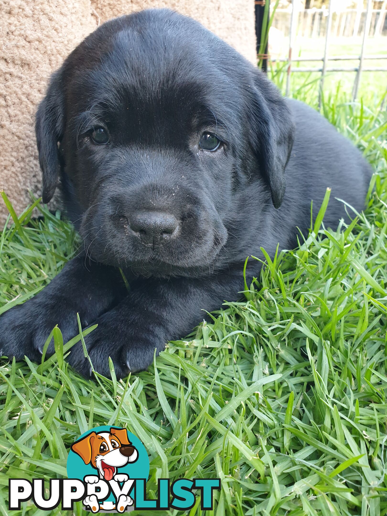 Labrador Pups