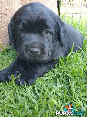 Labrador Pups