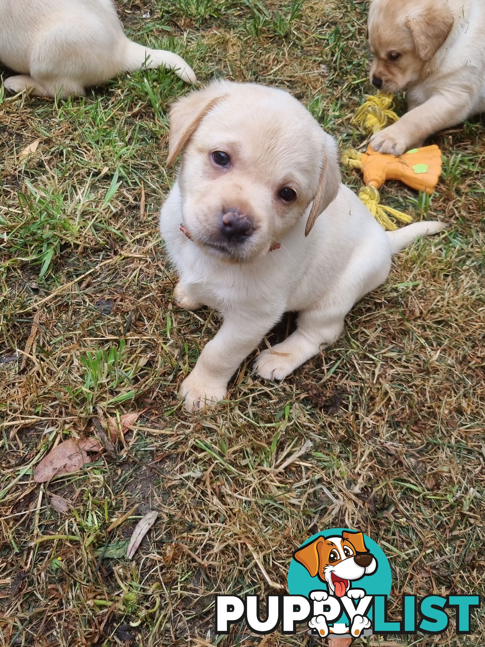 Pure Bred Labrador Puppies