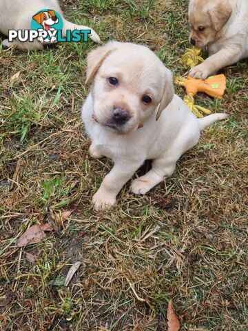 Pure Bred Labrador Puppies