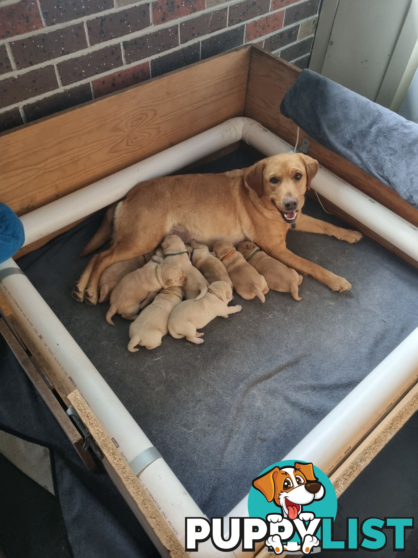 Pure Bred Labrador Puppies