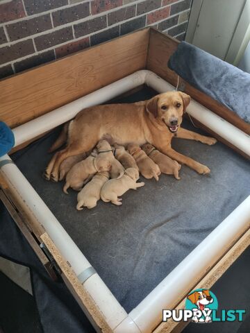 Pure Bred Labrador Puppies