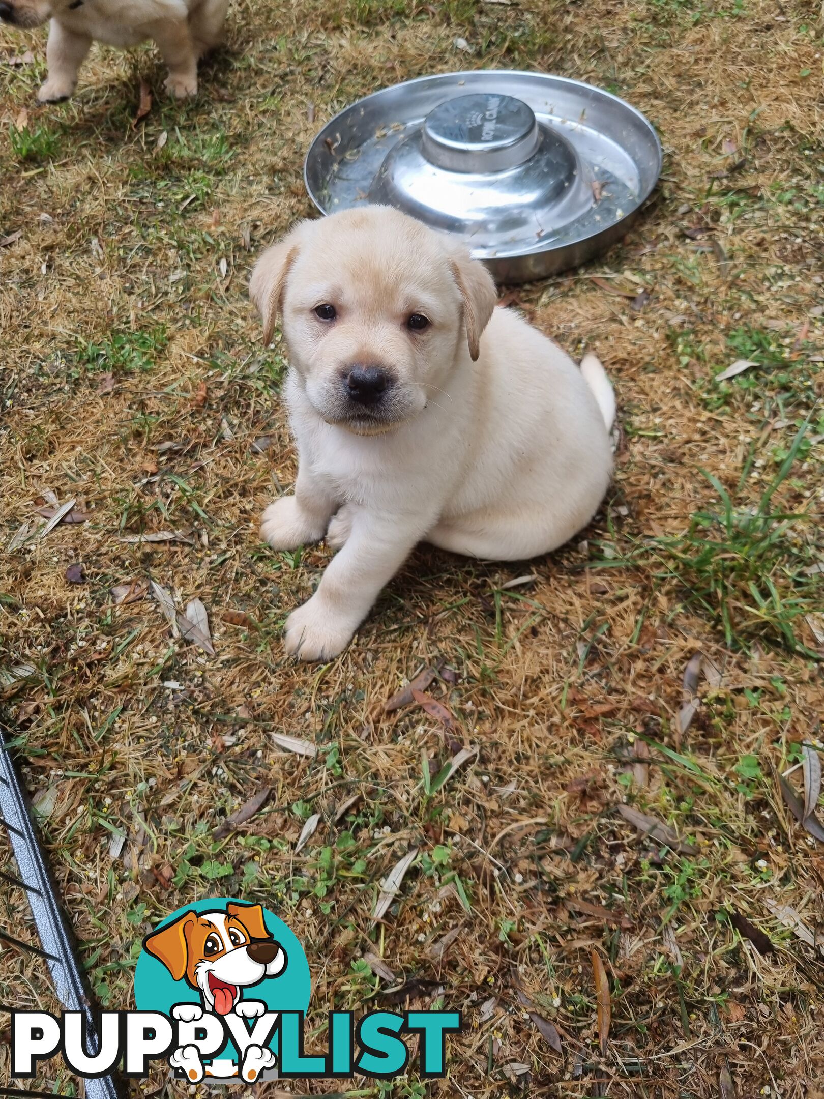 Pure Bred Labrador Puppies