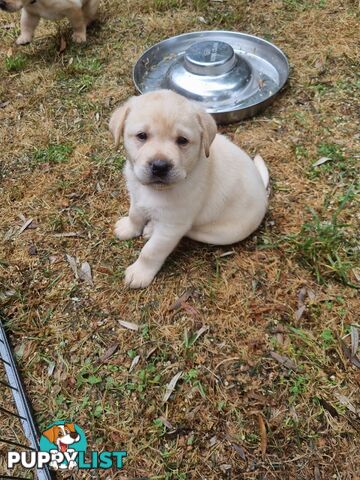 Pure Bred Labrador Puppies