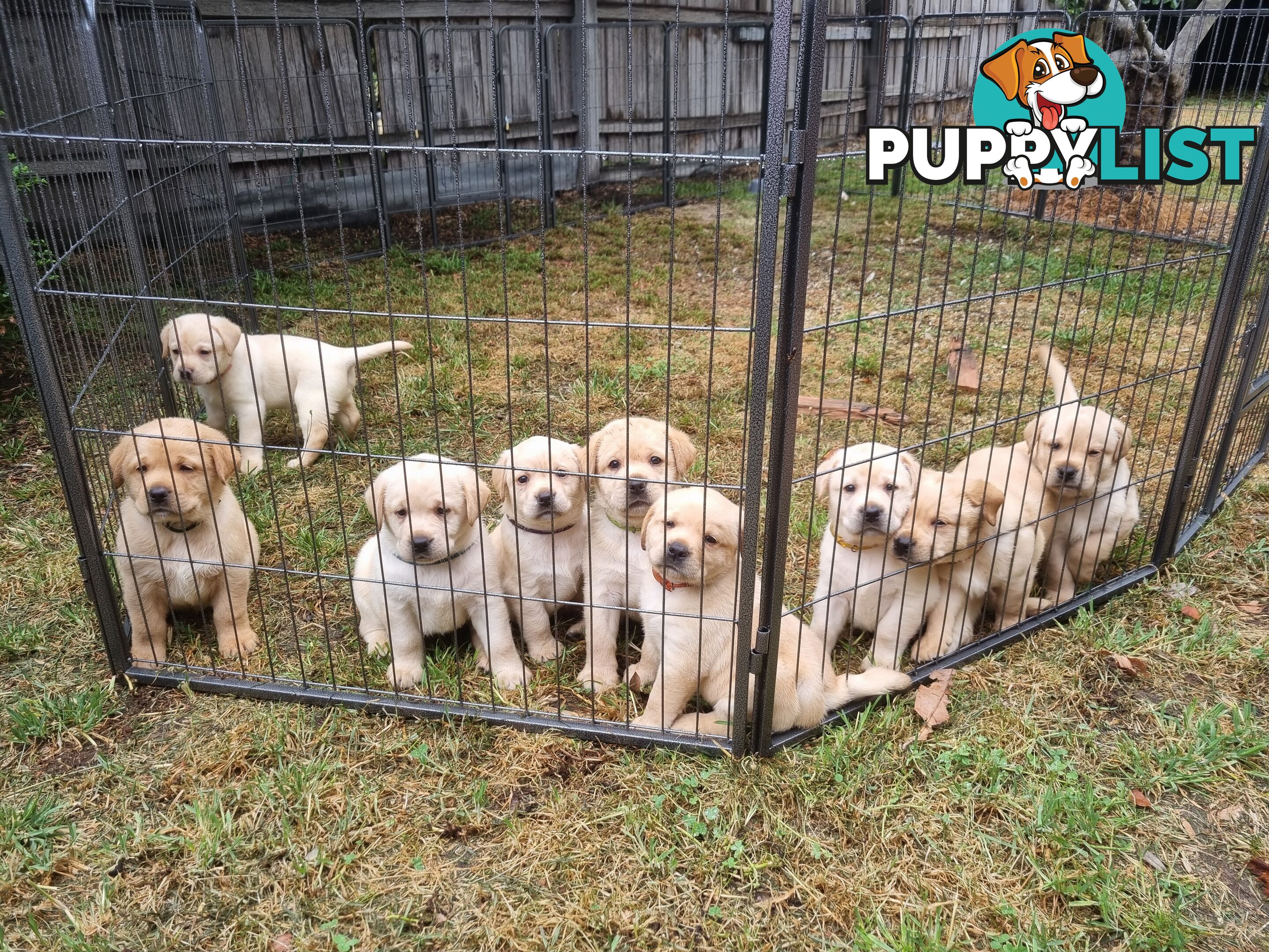 Pure Bred Labrador Puppies