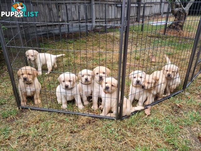 Pure Bred Labrador Puppies