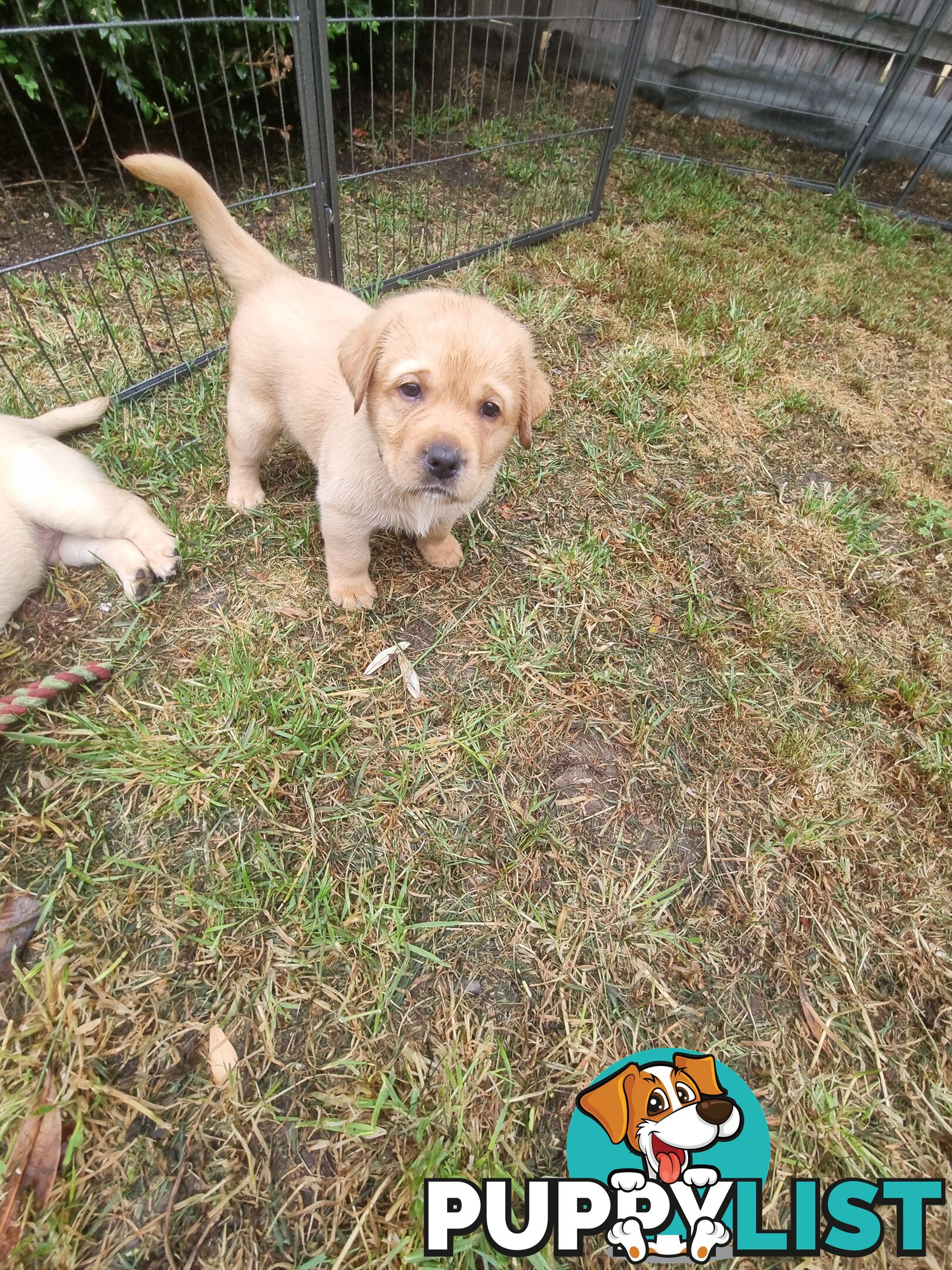 Pure Bred Labrador Puppies