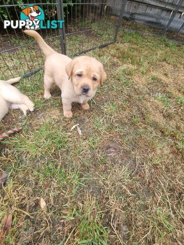 Pure Bred Labrador Puppies