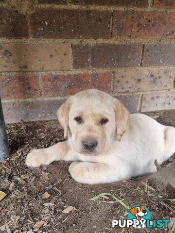 Pure Bred Labrador Puppies