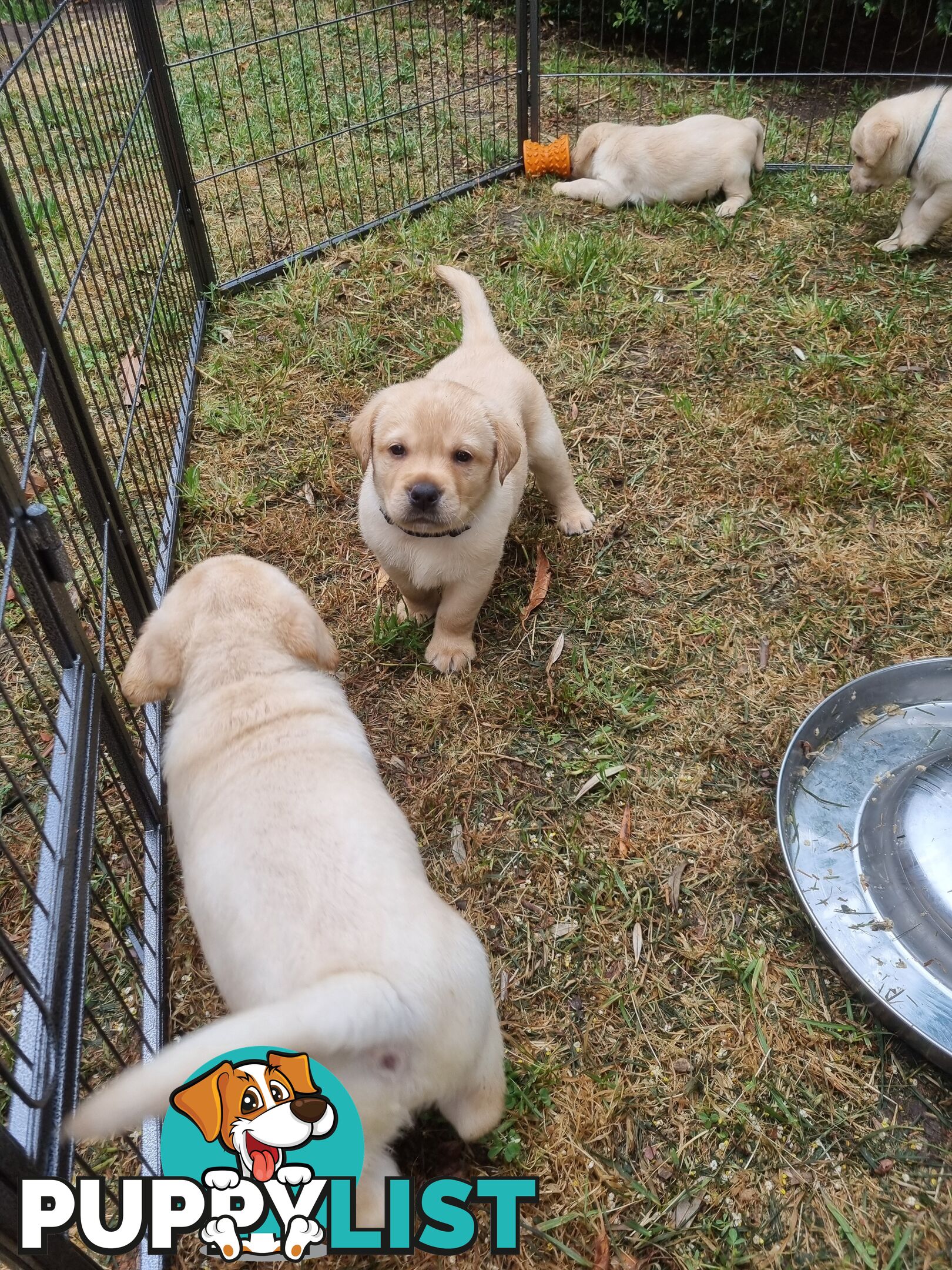 Pure Bred Labrador Puppies