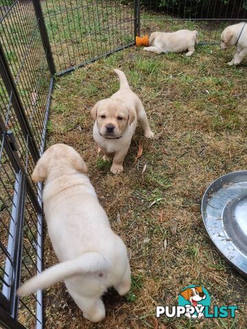 Pure Bred Labrador Puppies