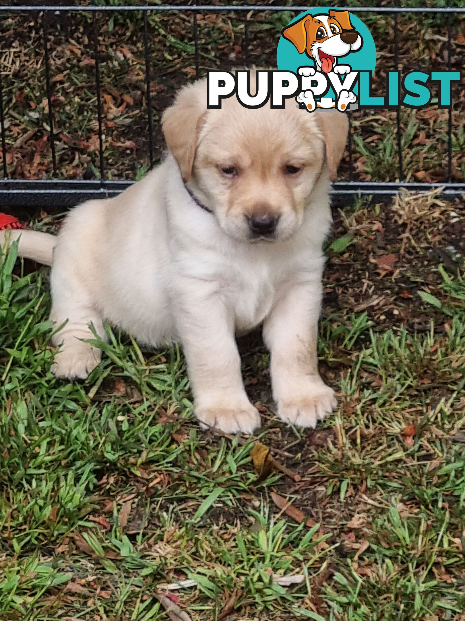 Pure Bred Labrador Puppies