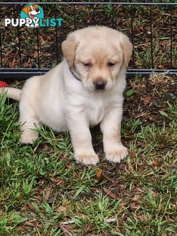 Pure Bred Labrador Puppies