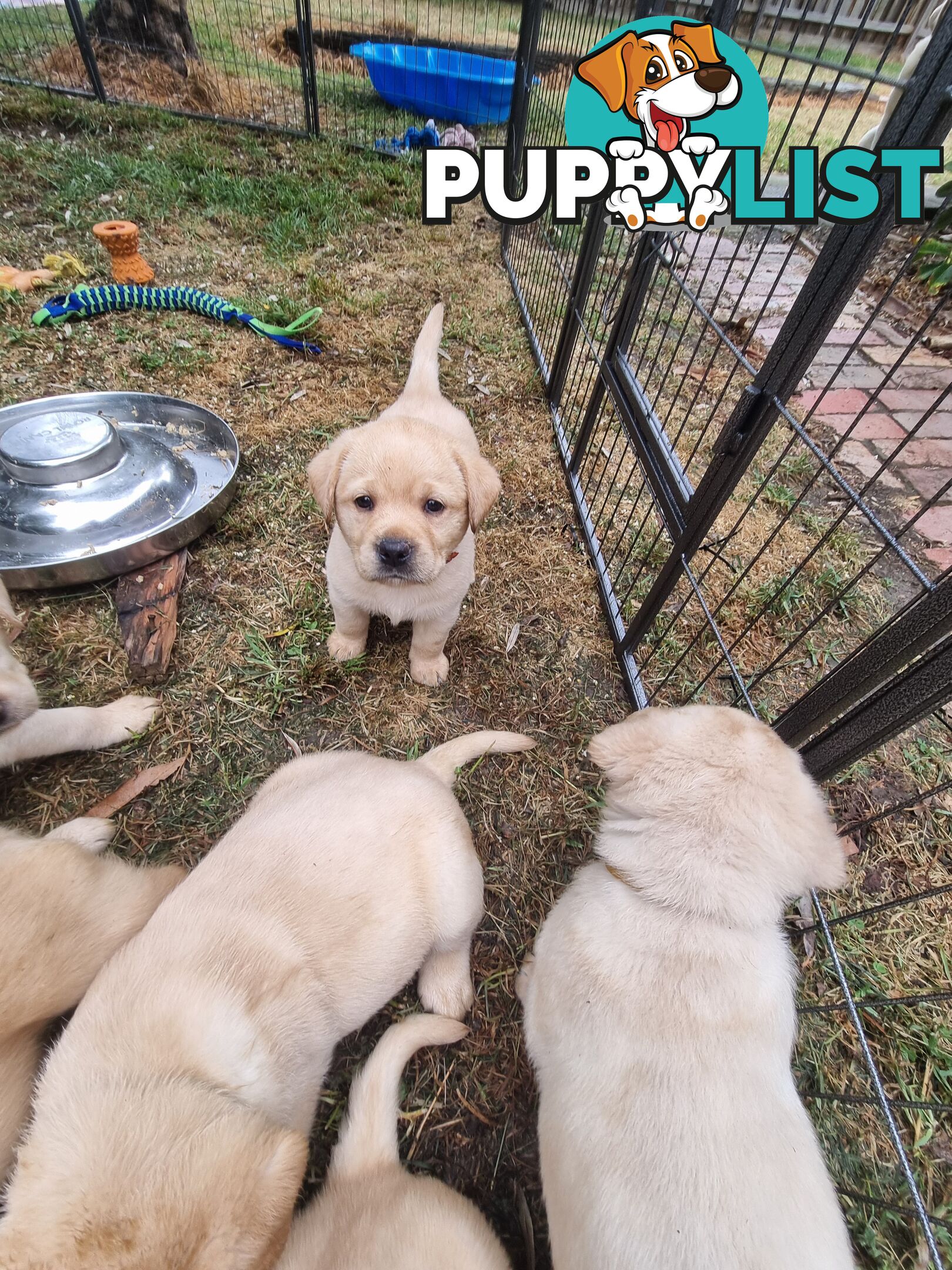 Pure Bred Labrador Puppies