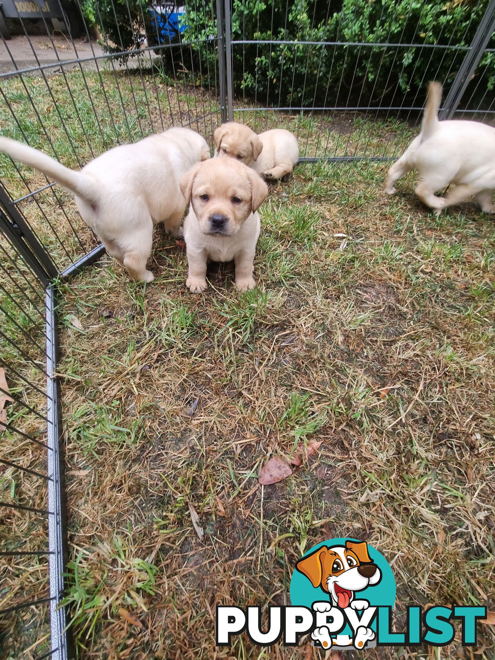 Pure Bred Labrador Puppies