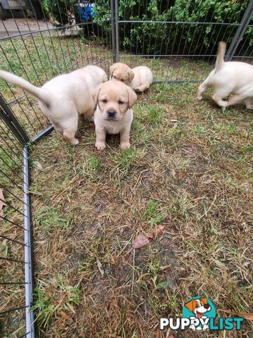 Pure Bred Labrador Puppies