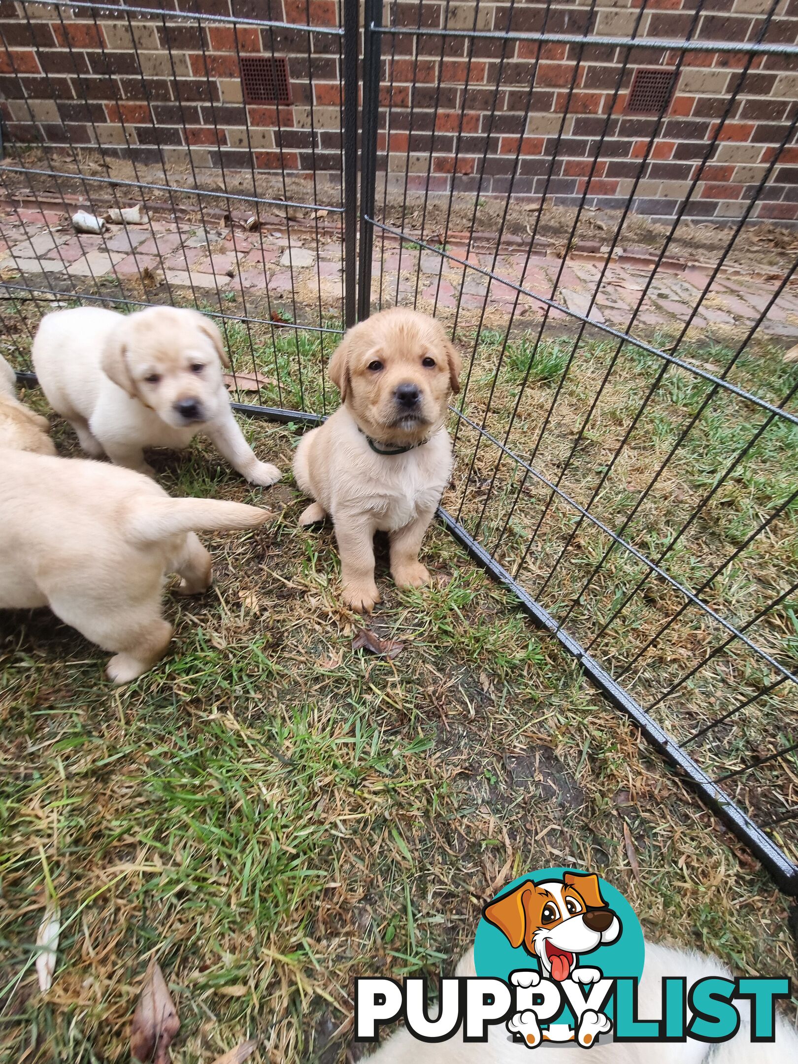 Pure Bred Labrador Puppies