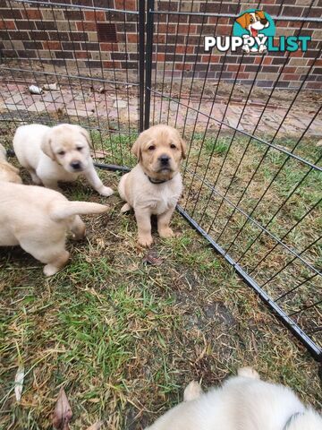 Pure Bred Labrador Puppies