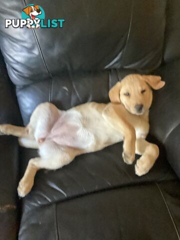 Labrador pups