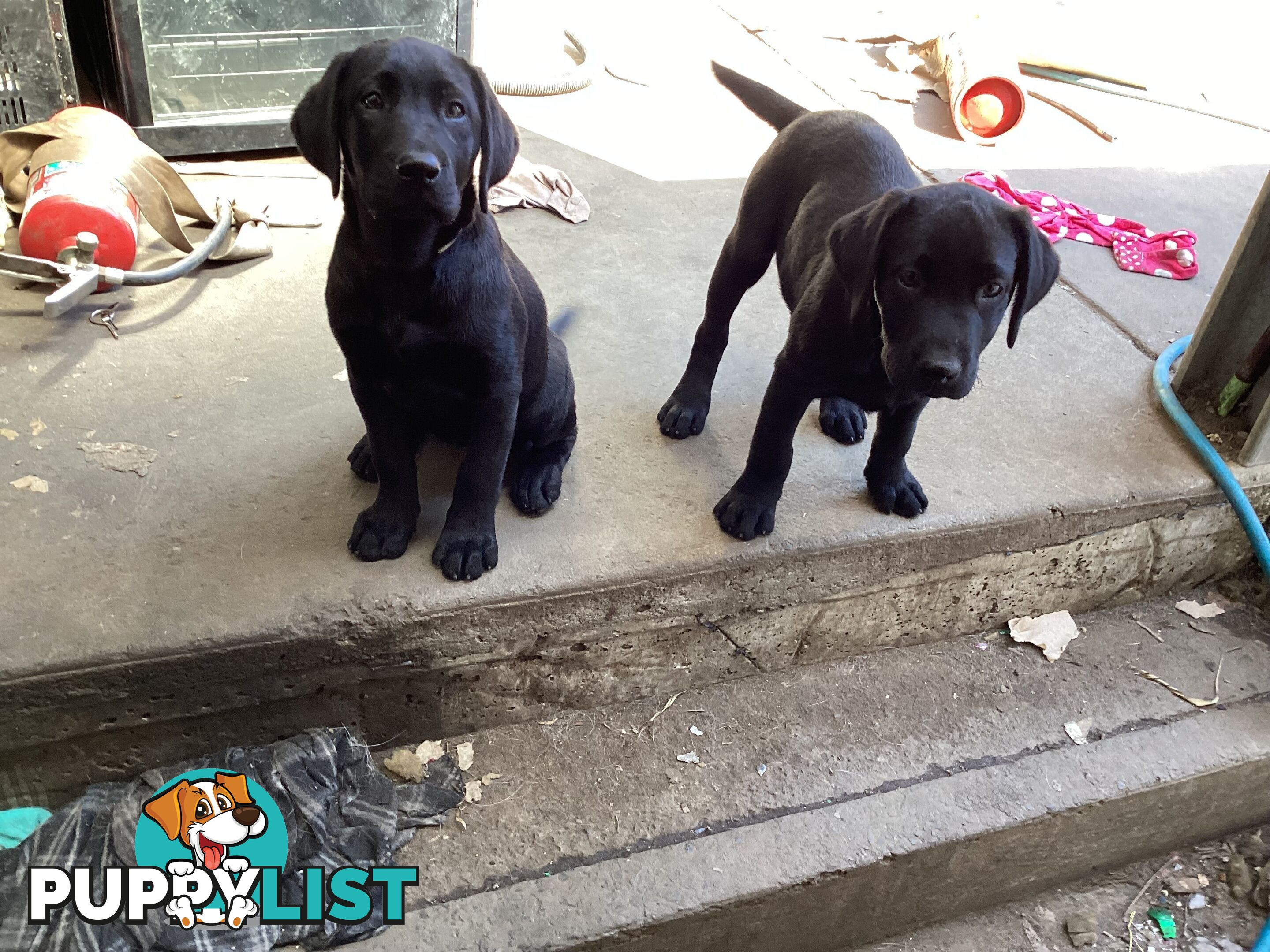 Labrador pups