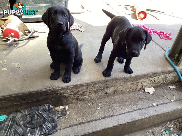 Labrador pups