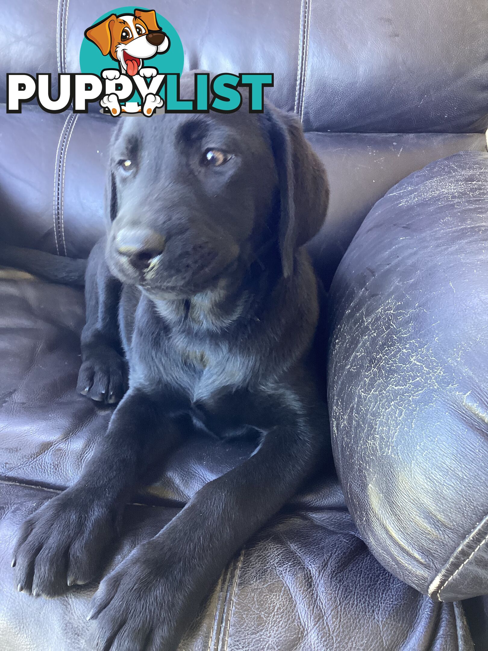 Labrador pups