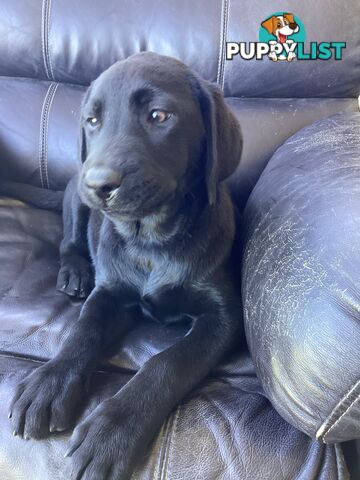 Labrador pups