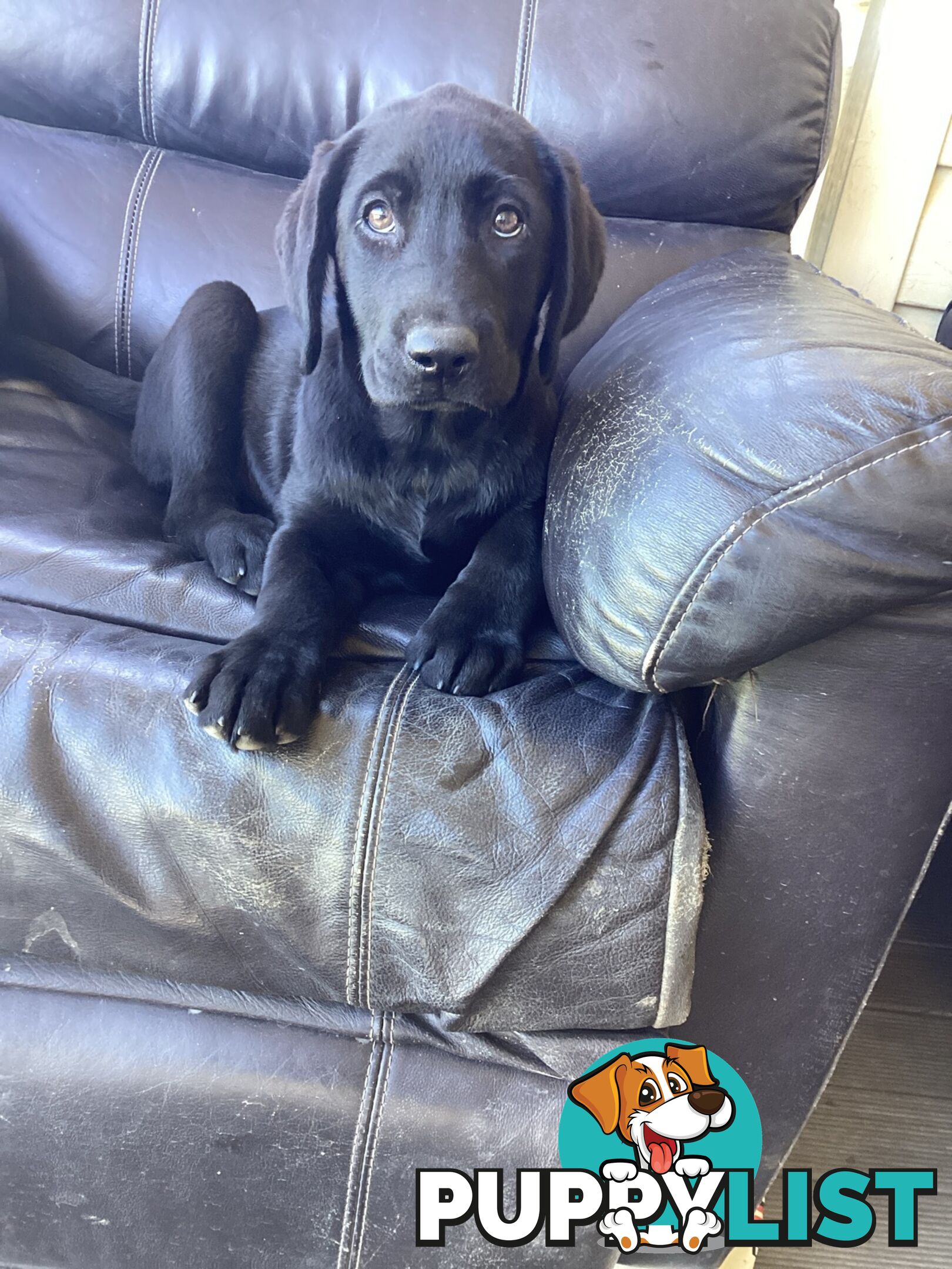 Labrador pups