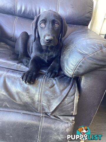 Labrador pups