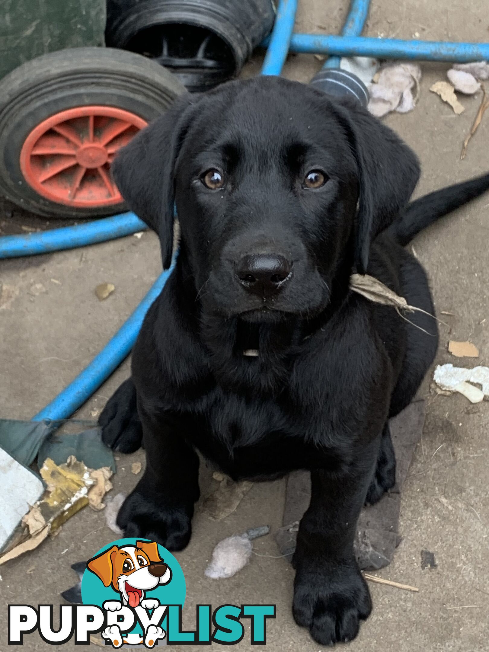 Labrador pups