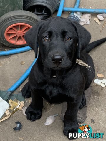 Labrador pups