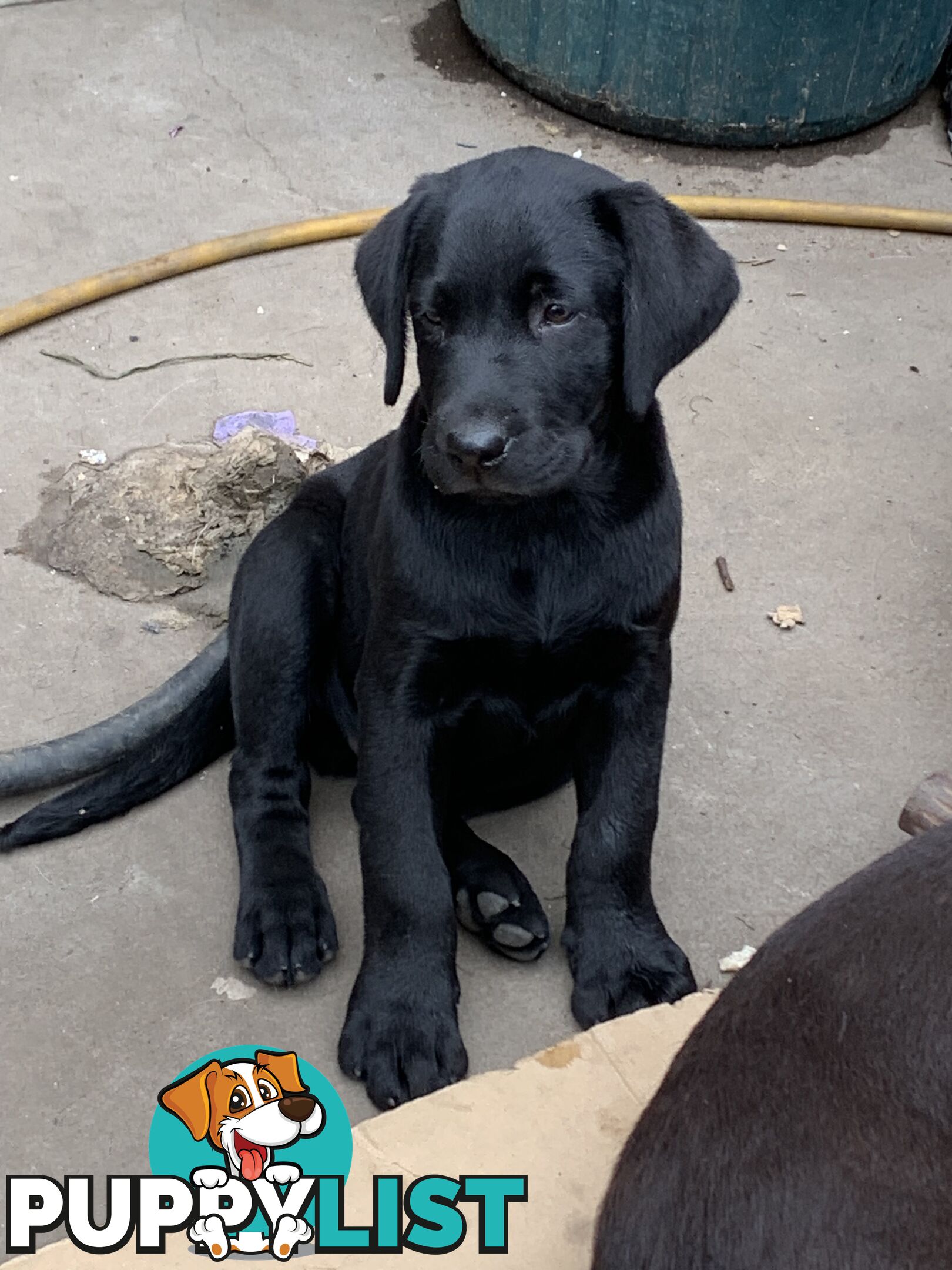 Labrador pups