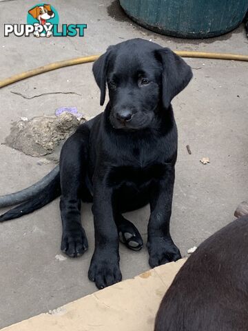 Labrador pups