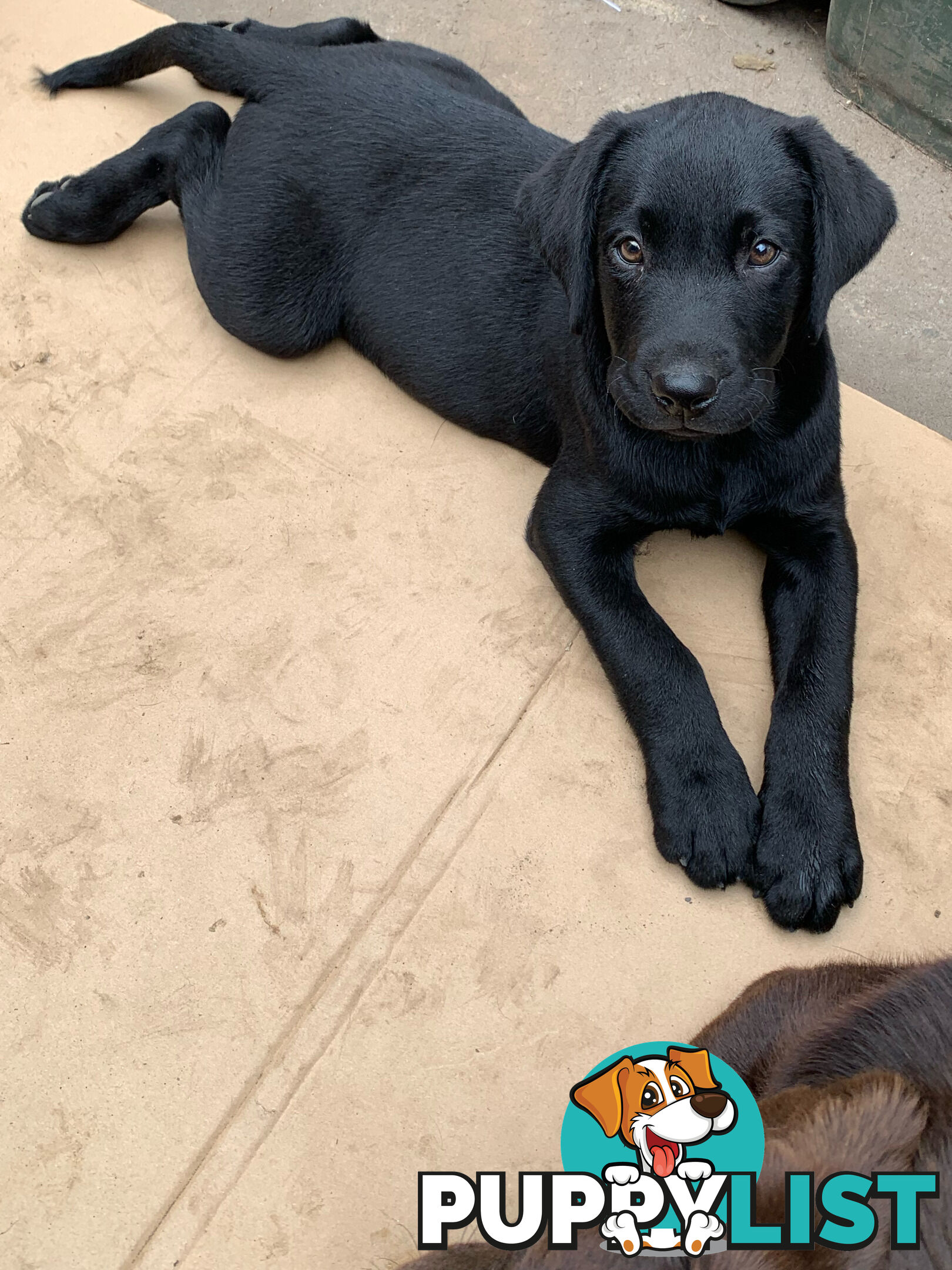 Labrador pups