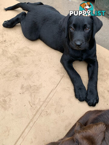 Labrador pups