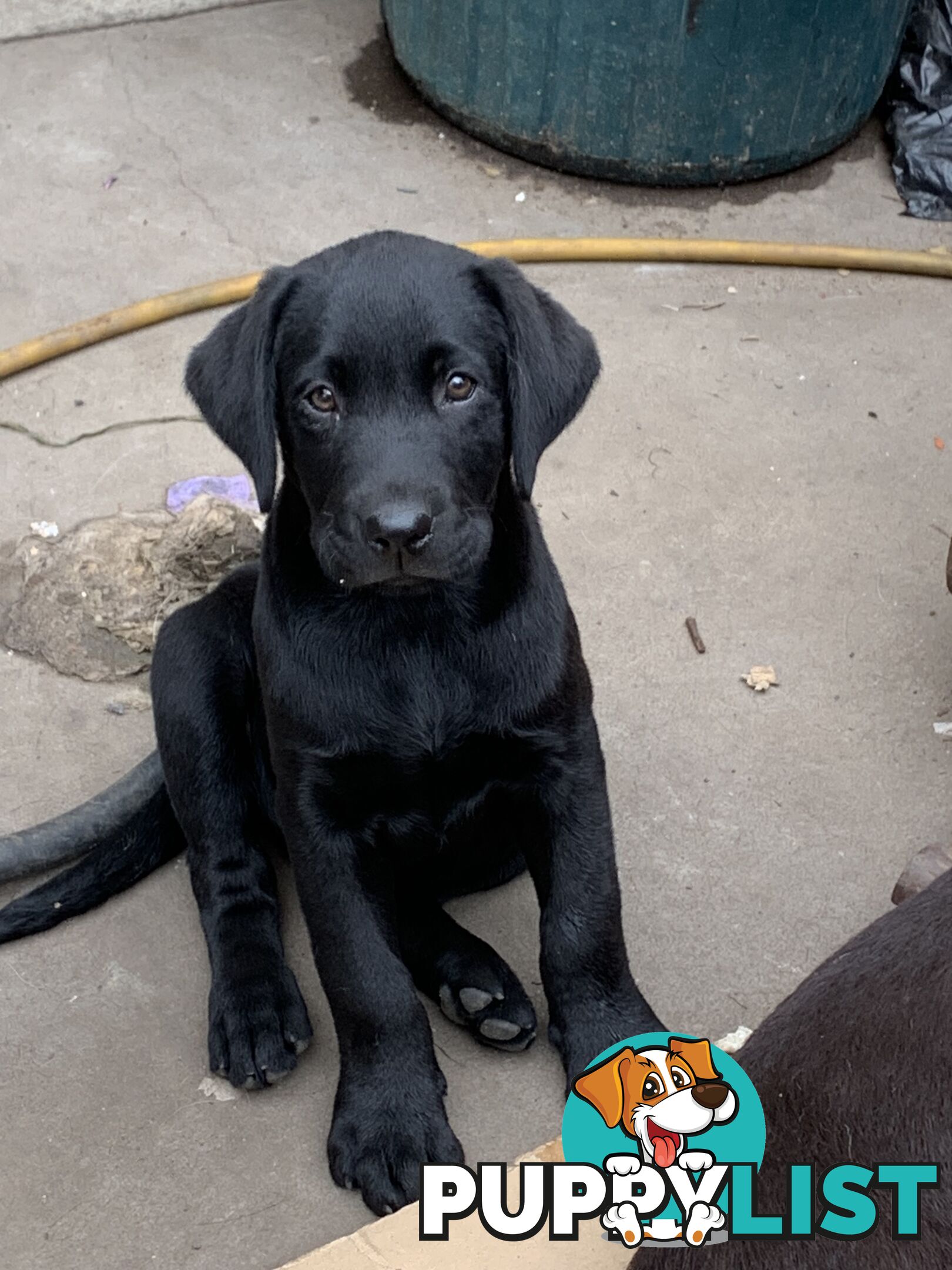 Labrador pups