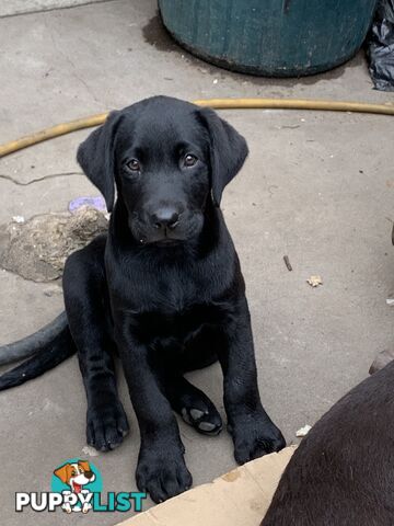 Labrador pups