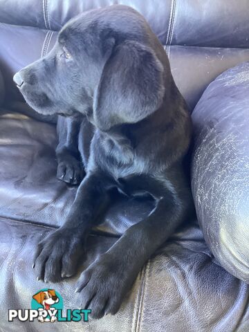 Labrador pups