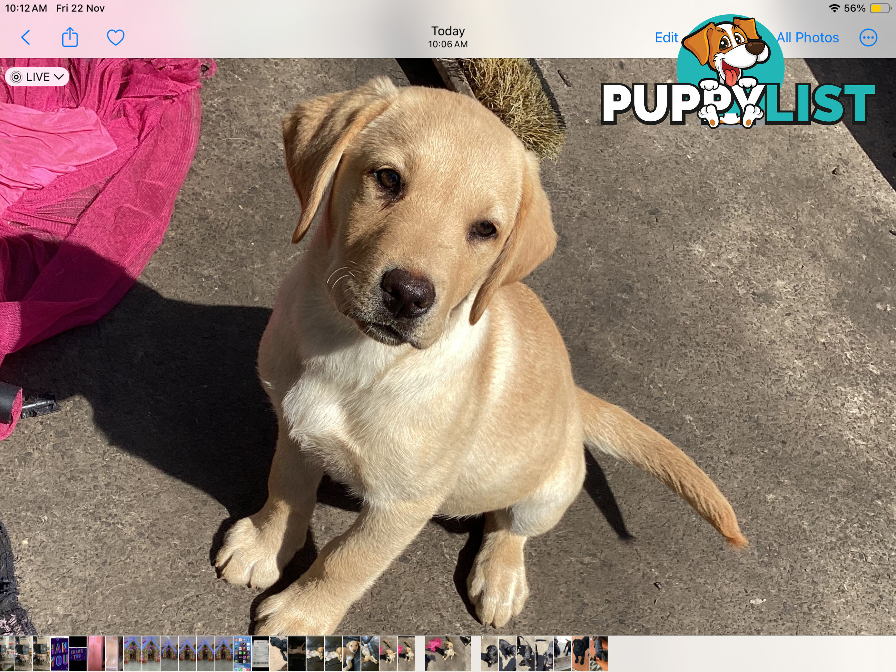 Labrador pups