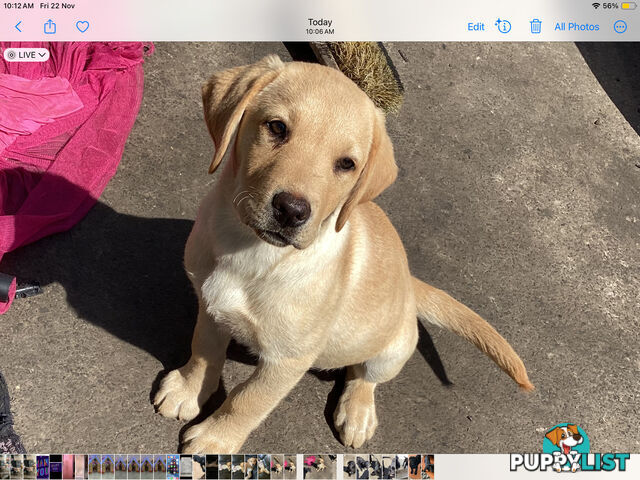 Labrador pups