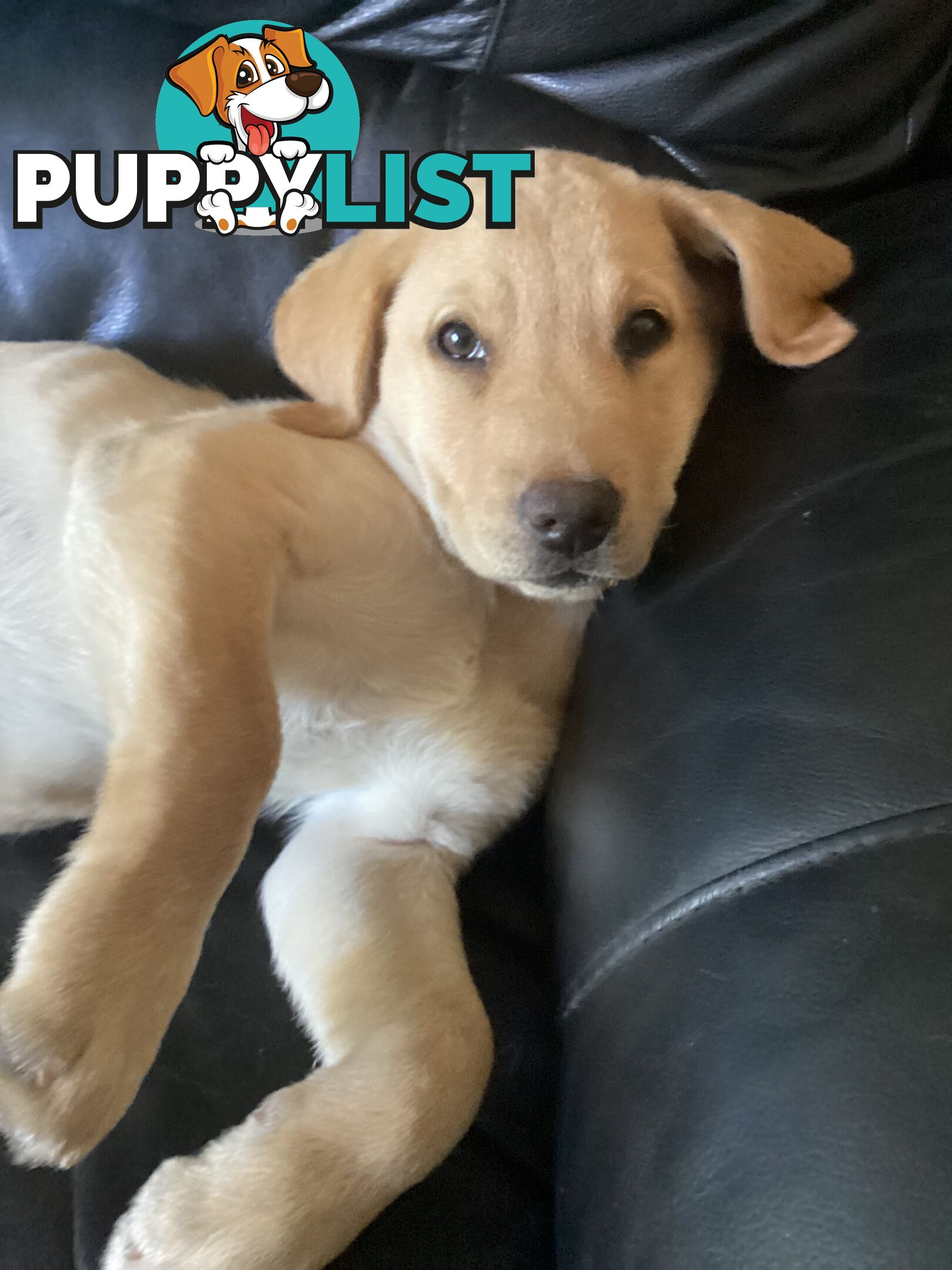 Labrador pups