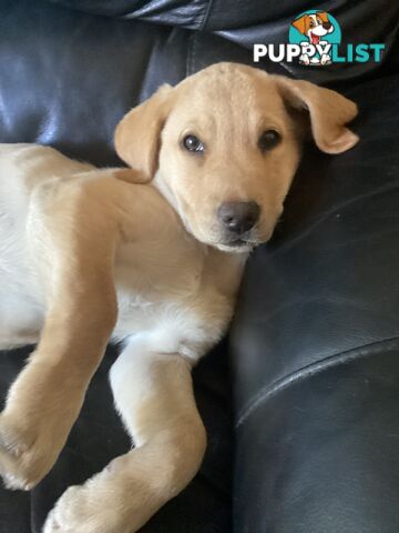 Labrador pups