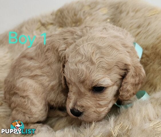 Gorgeous Cavoodle Puppies