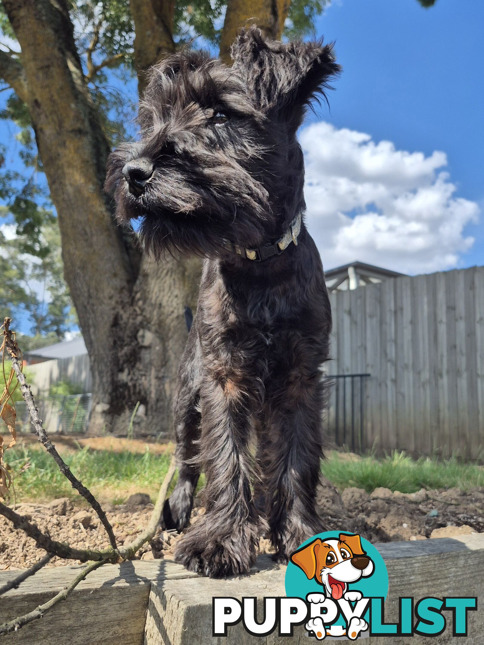 Miniature Schnauzer pup purebred (male)